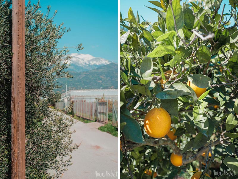 Reise nach Griechenland, Olivenöl aus Kreta, Wildkräuter Honig, Griechischer Käse