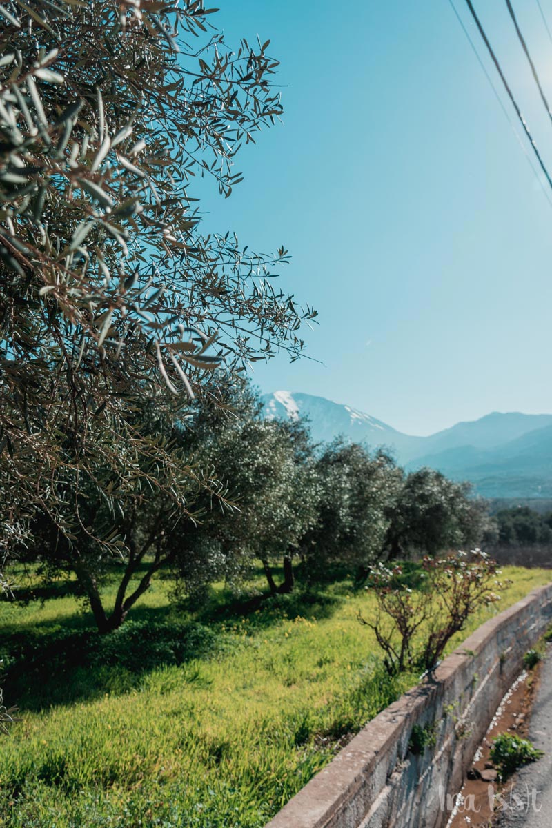 Reise nach Griechenland, Olivenöl aus Kreta, Wildkräuter Honig, Griechischer Käse